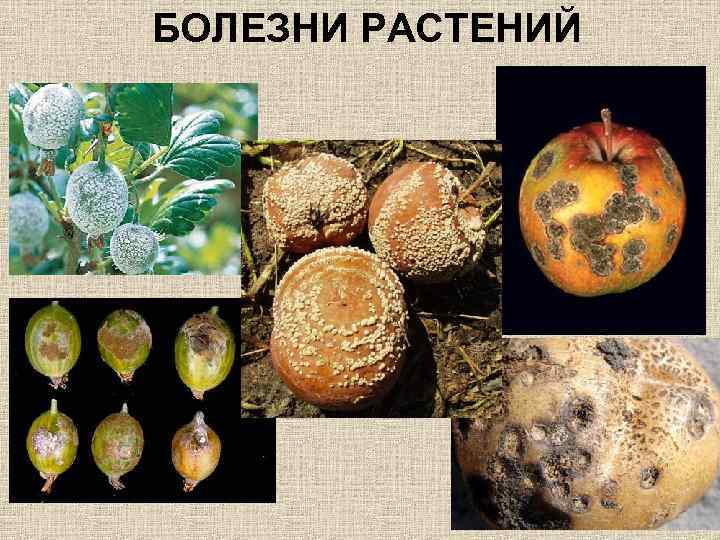 БОЛЕЗНИ РАСТЕНИЙ 
