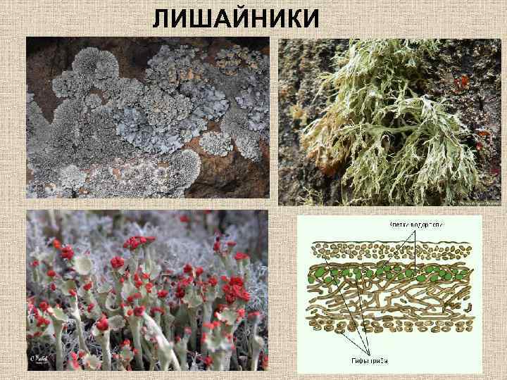 ЛИШАЙНИКИ 