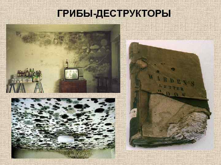 ГРИБЫ-ДЕСТРУКТОРЫ 