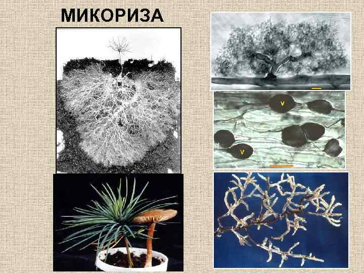 МИКОРИЗА 