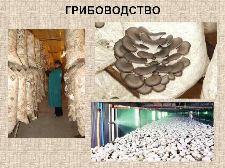 ГРИБОВОДСТВО 