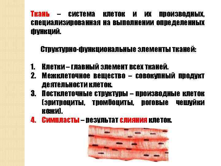 Ткань – система клеток и их производных, специализированная на выполнении определенных функций. Структурно-функциональные элементы