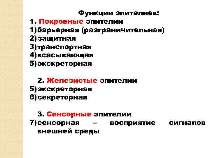 Функции эпителиев: 1. Покровные эпителии 1) барьерная (разграничительная) 2) защитная 3) транспортная 4) всасывающая