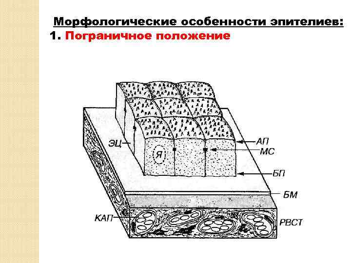 Морфологические особенности эпителиев: 1. Пограничное положение 