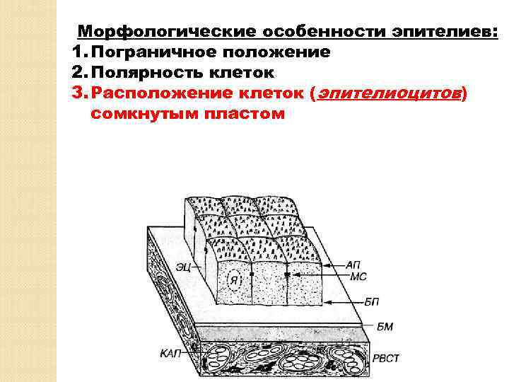 Морфологические особенности эпителиев: 1. Пограничное положение 2. Полярность клеток 3. Расположение клеток (эпителиоцитов) сомкнутым