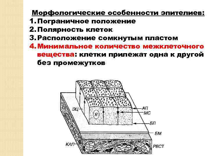 Морфологические особенности эпителиев: 1. Пограничное положение 2. Полярность клеток 3. Расположение сомкнутым пластом 4.
