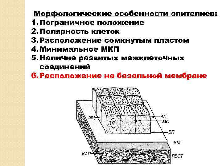 Морфологические особенности эпителиев: 1. Пограничное положение 2. Полярность клеток 3. Расположение сомкнутым пластом 4.