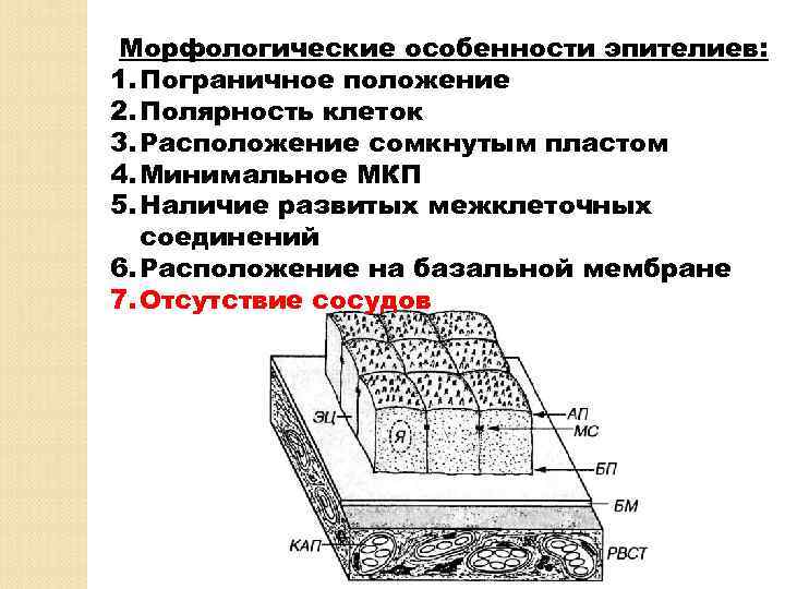 Морфологические особенности эпителиев: 1. Пограничное положение 2. Полярность клеток 3. Расположение сомкнутым пластом 4.