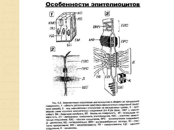 Особенности эпителиоцитов 