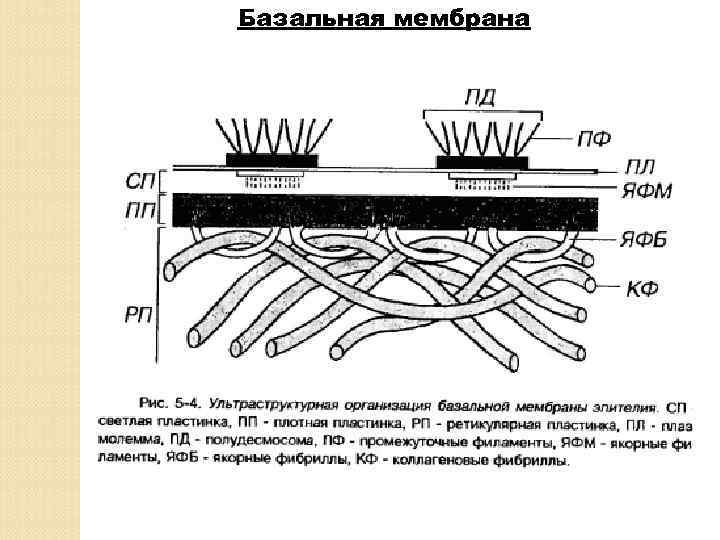 Эпиретинальная мембрана фото