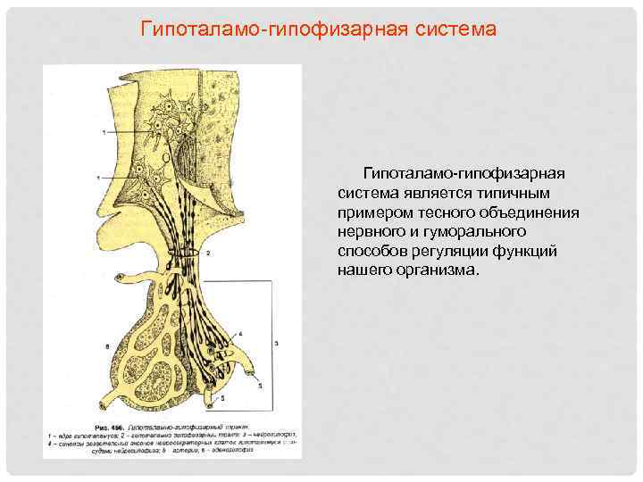Гипоталамо-гипофизарная система является типичным примером тесного объединения нервного и гуморального способов регуляции функций нашего