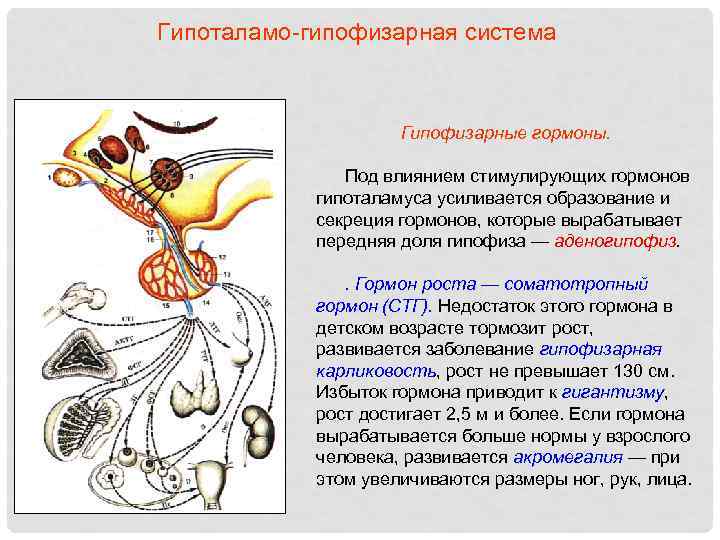 Гипоталамо-гипофизарная система Гипофизарные гормоны. Под влиянием стимулирующих гормонов гипоталамуса усиливается образование и секреция гормонов,