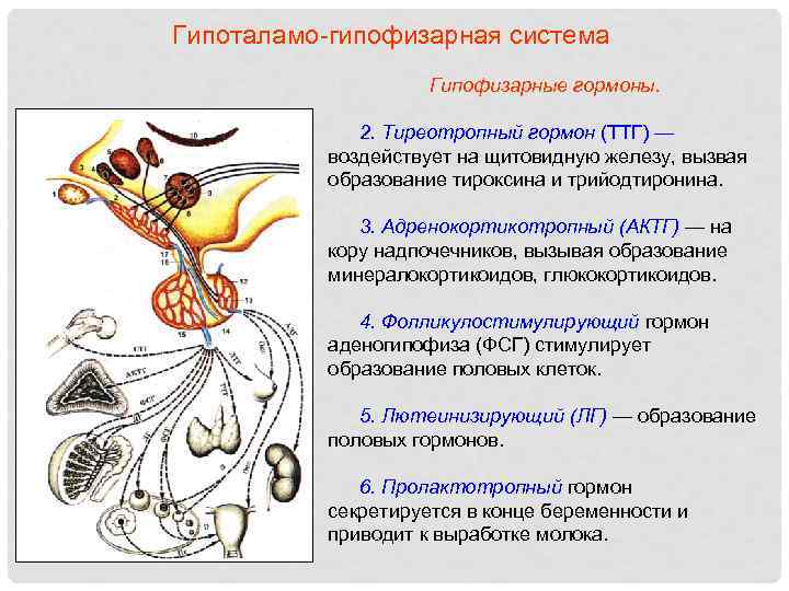Гипоталамо-гипофизарная система Гипофизарные гормоны. 2. Тиреотропный гормон (ТТГ) — воздействует на щитовидную железу, вызвая