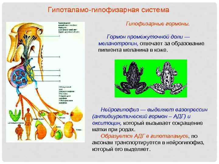 Гипоталамо-гипофизарная система Гипофизарные гормоны. Гормон промежуточной доли — меланотропин, отвечает за образование пигмента меланина