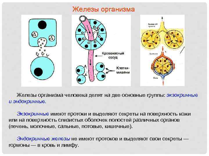 Железы организма человека делят на две основные группы: экзокринные и эндокринные. Экзокринные имеют протоки