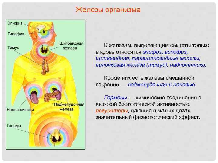 Железы организма К железам, выделяющим секреты только в кровь относятся эпифиз, гипофиз, щитовидная, паращитовидные