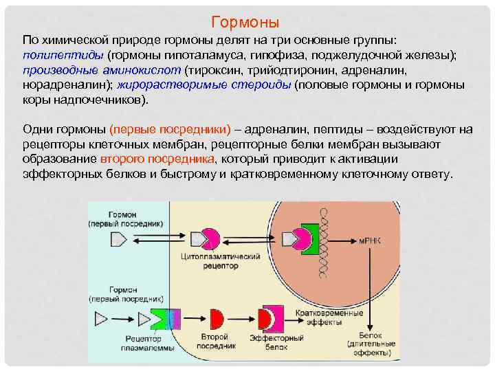 Гормоны По химической природе гормоны делят на три основные группы: полипептиды (гормоны гипоталамуса, гипофиза,