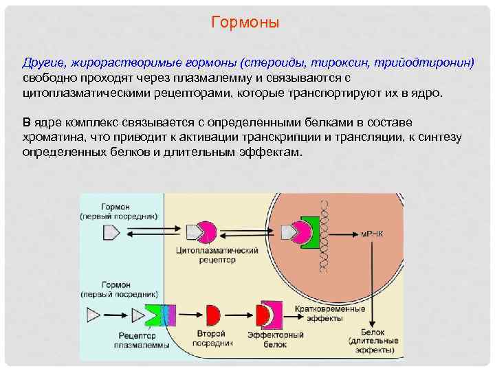 Гормоны Другие, жирорастворимые гормоны (стероиды, тироксин, трийодтиронин) свободно проходят через плазмалемму и связываются с