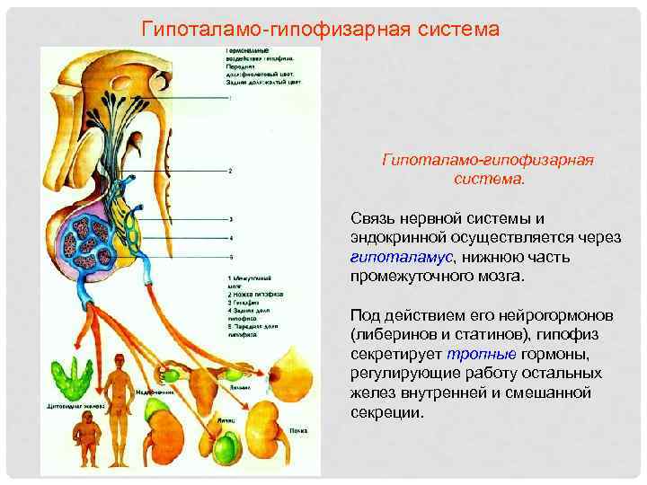 Работа гипоталамо гипофизарной системы. Гипофиза гипоталамо-гипофизарная система.