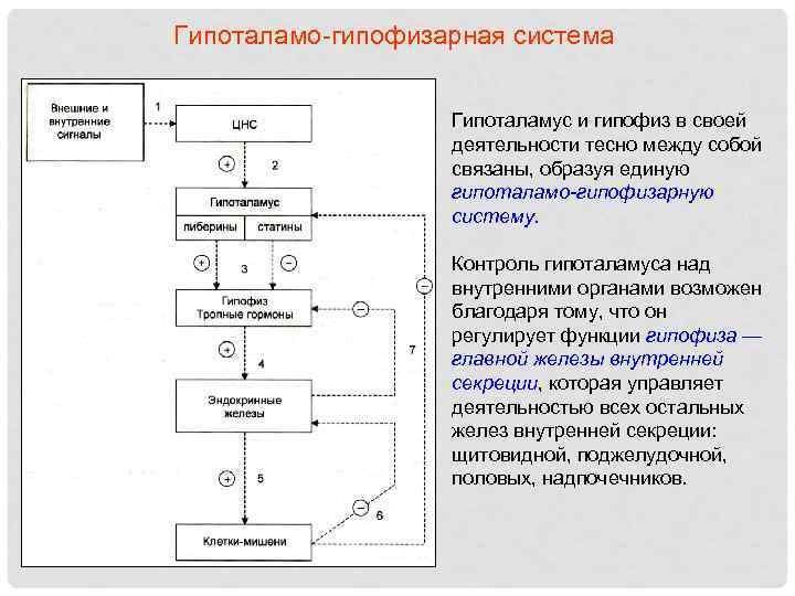 Гипоталамо-гипофизарная система Гипоталамус и гипофиз в своей деятельности тесно между собой связаны, образуя единую