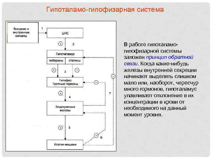 Гипоталамо-гипофизарная система В работе гипоталамогипофизарной системы заложен принцип обратной связи. Когда какие-нибудь железы внутренней