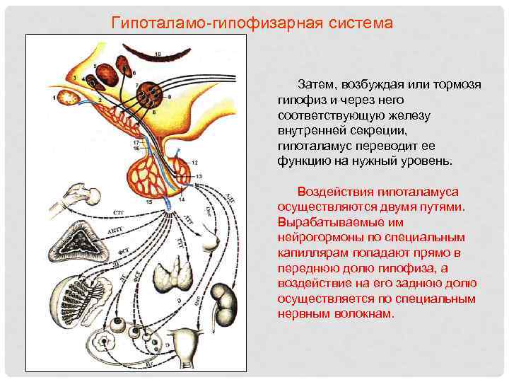 Гипоталамо-гипофизарная система Затем, возбуждая или тормозя гипофиз и через него соответствующую железу внутренней секреции,