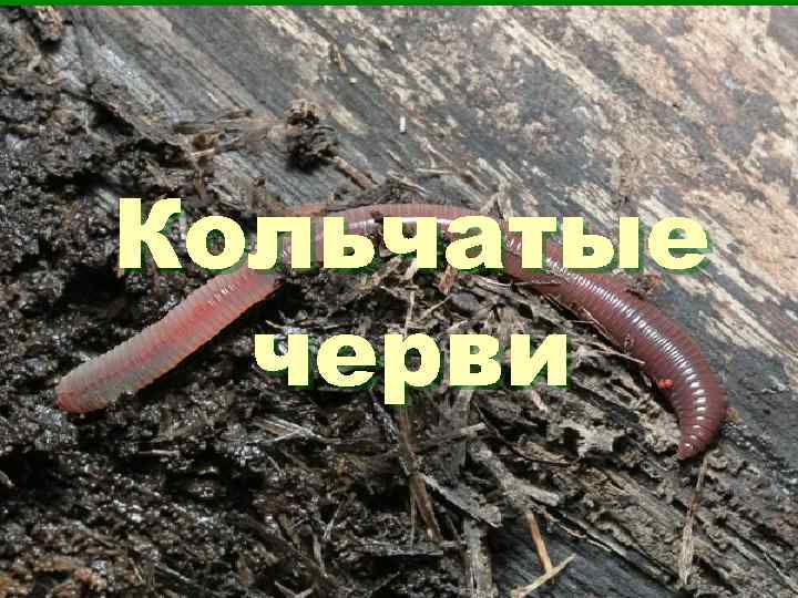 Кольчатые  черви 