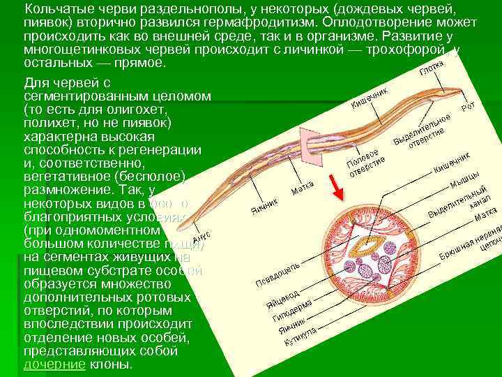 Выполняла ученица 11 «В»  класса Бязырова Яна 