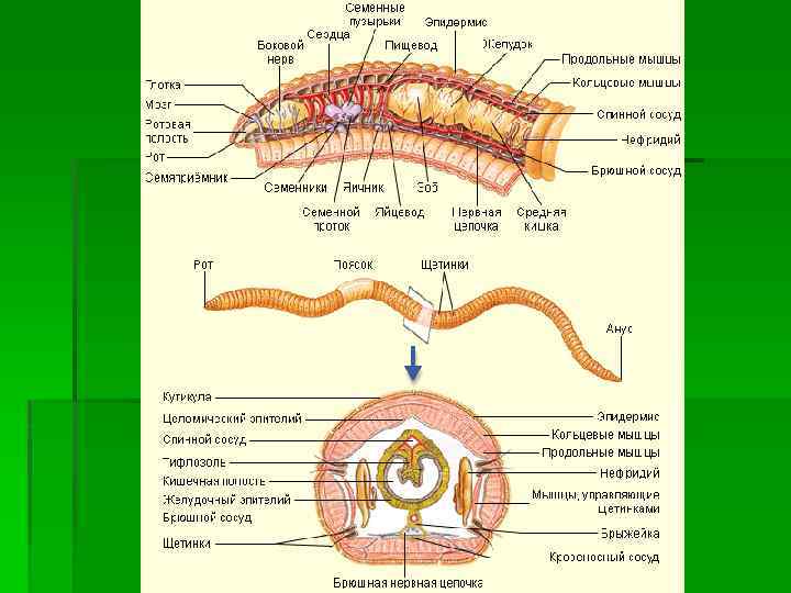 § Чрезвычайно характерна для кольчецов сегментированная  вторичная полость тела, или целом. Эта полость