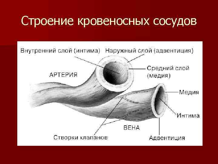 Строение кровеносных сосудов 