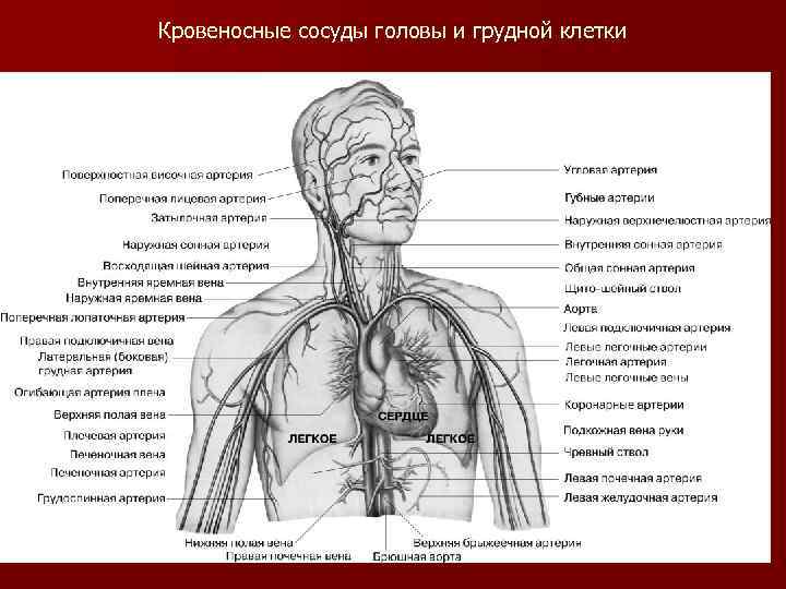 Кровеносные сосуды головы и грудной клетки 