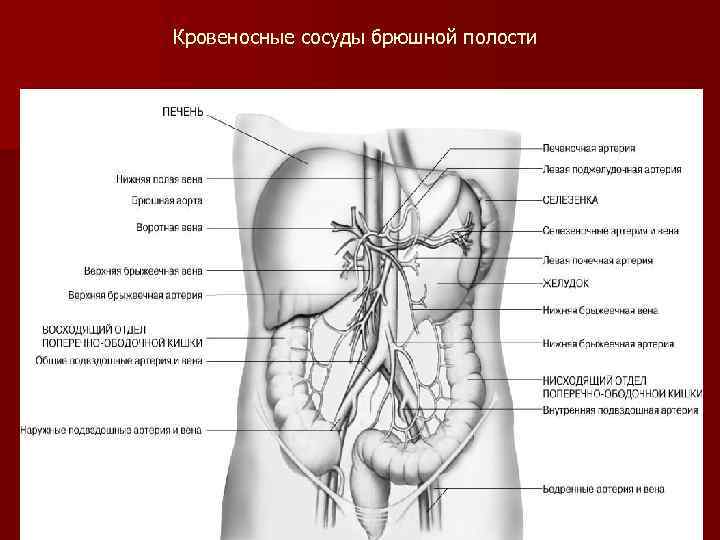 Кровеносные сосуды брюшной полости 