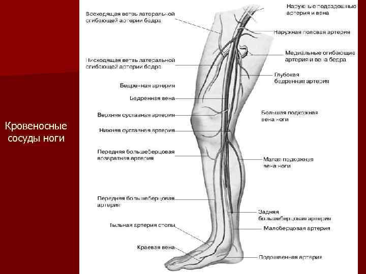 Кровеносные сосуды ноги 