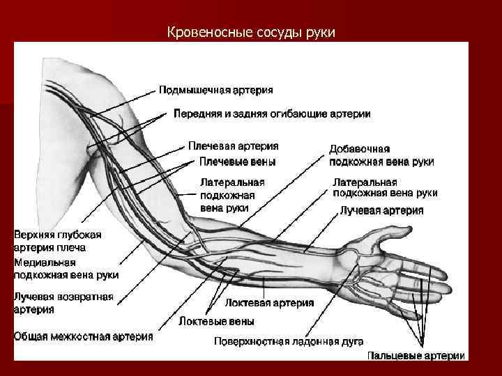 Кровеносные сосуды руки 