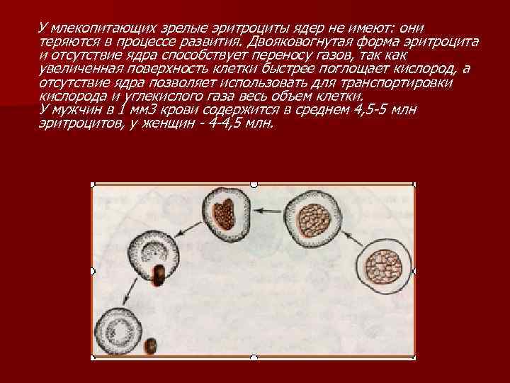 У млекопитающих зрелые эритроциты ядер не имеют: они теряются в процессе развития. Двояковогнутая форма