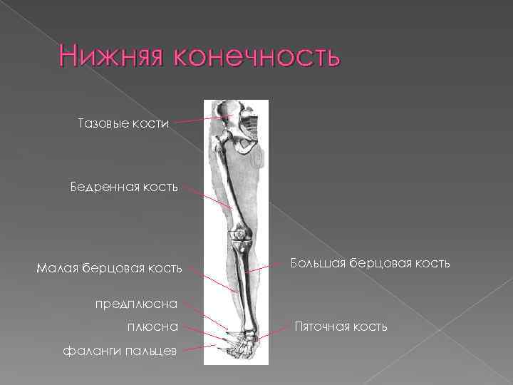 Большая берцовая кость где находится у человека фото