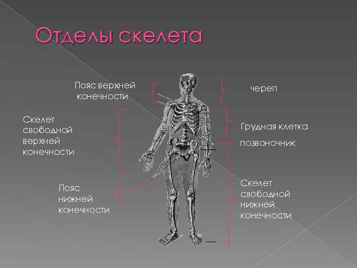 Отделы скелета Пояс верхней конечности Скелет свободной верхней конечности Пояс нижней конечности череп Грудная