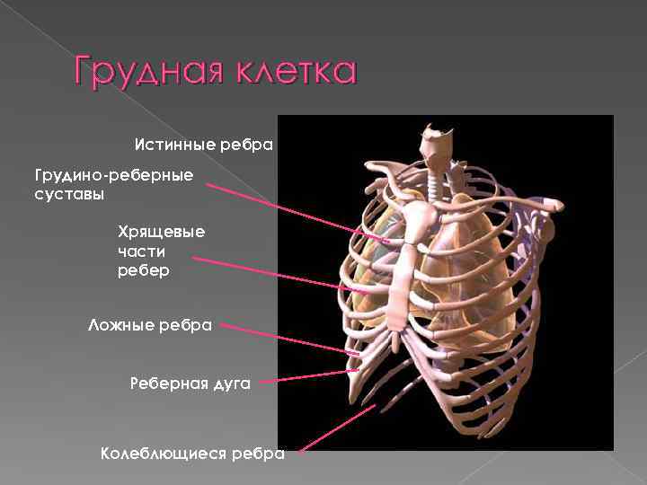 Грудино реберный сустав