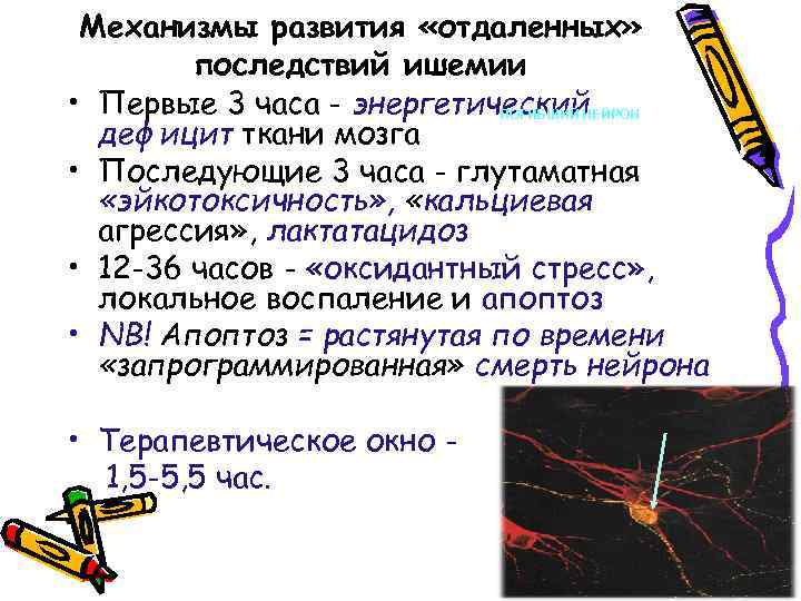 Механизмы развития «отдаленных» последствий ишемии • Первые 3 часа - энергетический ПОГИБШИЙ НЕЙРОН дефицит