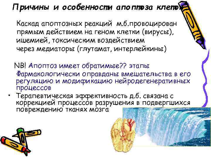 Причины и особенности апоптоза клеток Каскад апоптозных реакций м. б. провоцирован прямым действием на
