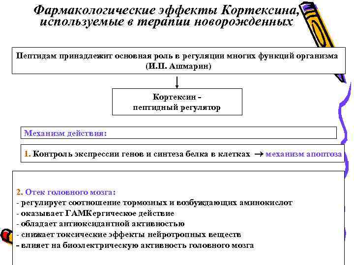 Фармакологические эффекты Кортексина, используемые в терапии новорожденных Пептидам принадлежит основная роль в регуляции многих
