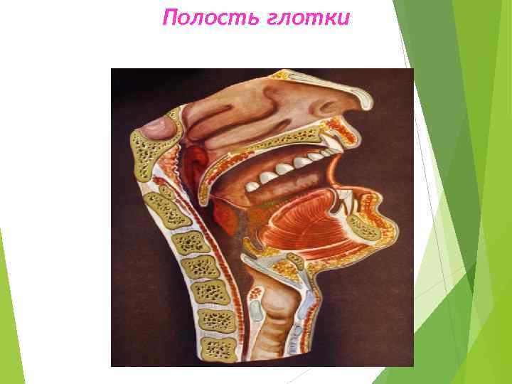 Полость глотки 