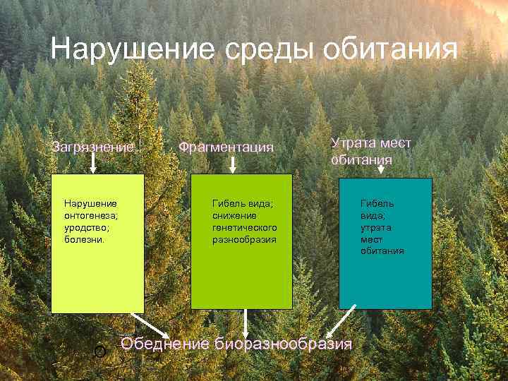 Нарушение среды обитания Загрязнение Нарушение онтогенеза; уродство; болезни. Фрагментация Утрата мест обитания Гибель вида;