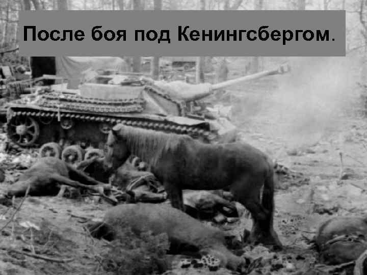 После боя под Кенингcбергом. 