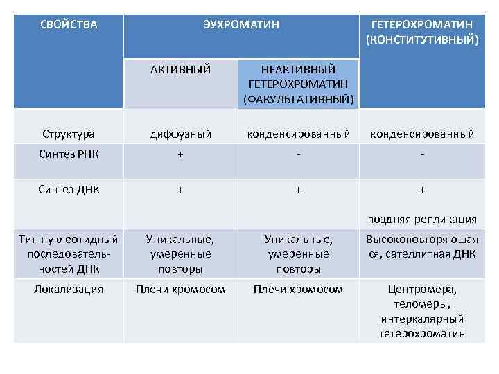 Эухроматин и гетерохроматин