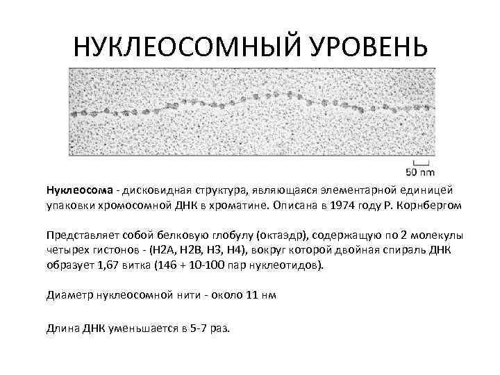 НУКЛЕОСОМНЫЙ УРОВЕНЬ Нуклеосома - дисковидная структура, являющаяся элементарной единицей упаковки хромосомной ДНК в хроматине.