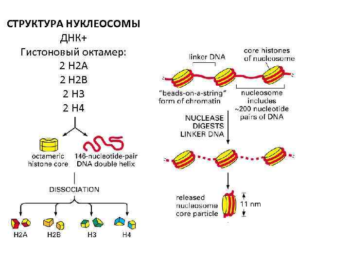 СТРУКТУРА НУКЛЕОСОМЫ ДНК+ Гистоновый октамер: 2 H 2 A 2 H 2 B 2