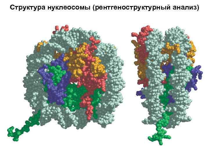 Структура нуклеосомы (рентгеноструктурный анализ) 