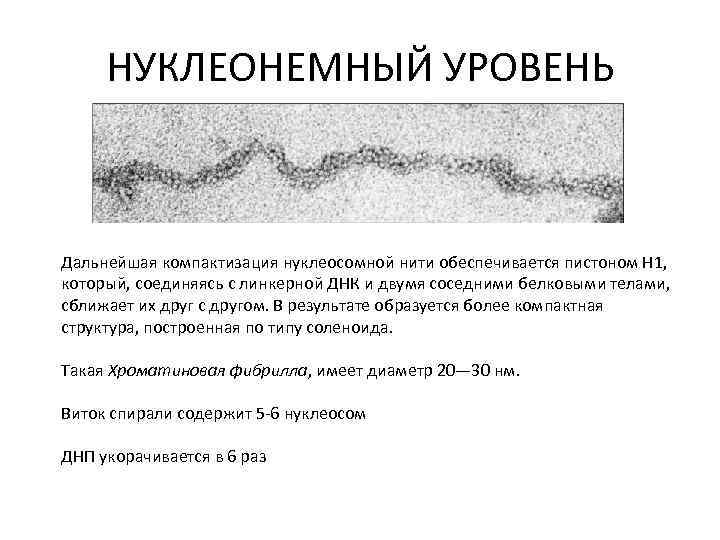 НУКЛЕОНЕМНЫЙ УРОВЕНЬ Дальнейшая компактизация нуклеосомной нити обеспечивается пистоном H 1, который, соединяясь с линкерной