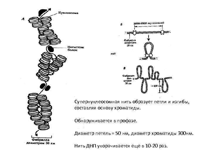 Супернуклеосомная нить образует петли и изгибы, составляя основу хроматиды. Обнаруживается в профазе. Диаметр петель